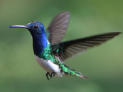 Abb.: Weißnackenkolibri (Florisuga mellivora), Kolumbien © Ricardo Meissner.