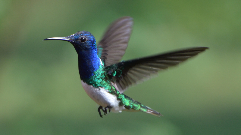 Abb.: Weißnackenkolibri (Florisuga mellivora), Kolumbien © Ricardo Meissner.
